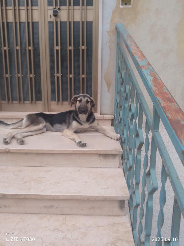 😍💕Kimberly Splendida Cucciola Cerca La Sua Famiglia 🏠